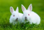 white rabbits.jpg