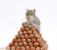 36455-Young-Grey-Squirrel-with-pyramid-of-hazel-nuts-white-background.jpg