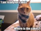 birthday lolcat.jpg