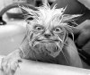 weird-cat-looking-thing1.jpg
