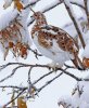 ptarmigan.jpg