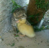 kitten.duckling.png