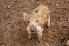 piggy.jpg