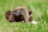 Wild_Haggis.jpg