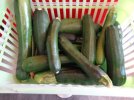 courgettes.JPG