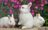 rabbits5.jpg