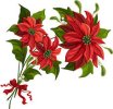 poinsettia.jpg