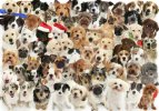 too-many-dogs-warren-photographic.jpg