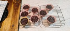Choc muffins 12mar25.jpg