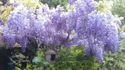 Wisteria.jpg