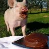 pig chocolate.jpg pig chocolate.jpg