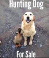 hunting dog.jpg