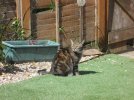 Tufty on lockdown 4.JPG