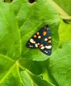 scarlet tiger moth.jpg