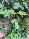 IMG_1517.jpeg