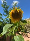 IMG_1547.jpeg