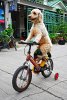 olddog.jpg