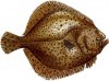 Fish_Turbot.jpg