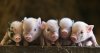 Pennywell Farm - Devon Tourist Attraction.jpg
