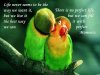sharePets & Birds34.jpg