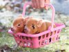 35-Cute-Miniature-Pig-Pictures-32.jpg