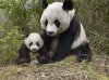 20130814113512-panda.jpg