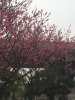 IMG_4952.jpg