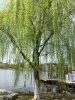 IMG_5245.jpg
