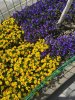 IMG_5286.jpg