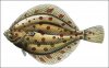 flatfish.jpg