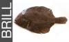 flatfish2.png