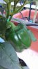 Capsicum.jpg