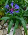 DSCN5334.jpg