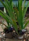 DSCN5818.jpg