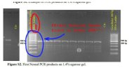 pfizer vaccines dna found in human genome.jpg