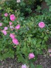 PXL_20250523_090337093.jpg