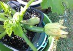 1st Courgette.jpg