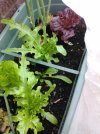Lettuce.jpg