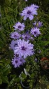 Catananche.jpg