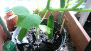 Cucumbers14June.jpg