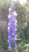 Monkshood.jpg