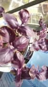 PurpleHBasil.jpg