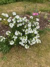 IMG_5867.jpeg