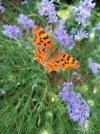 IMG_5878.jpeg