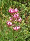IMG_5938.jpeg