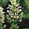 Clary Sage