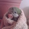 neets