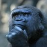 silverback
