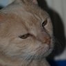 Purple-cat