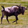 the blue wildebeest